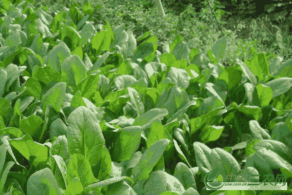 九月份种菠菜(九月份种菠菜什么时候能上市)